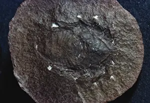 Carboniferous: Fossil Spider from Illinois