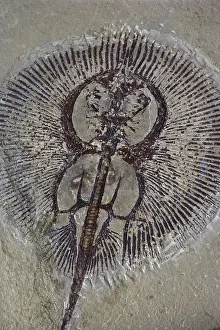 Rajiformes: Fossil Stingray