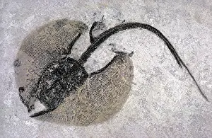 Elasmobranchii: Fossil stingray