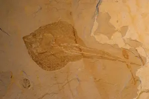 Stingrays: Fossil Stingray - Lebanon - Cretaceous
