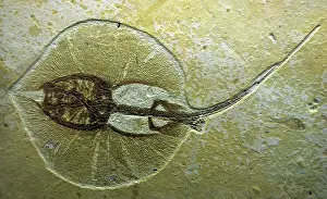 Sting: Fossil Stingray from Wyoming. Eocene