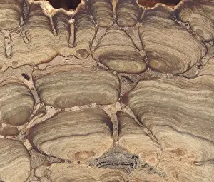 Grains: Fossil Stromatolite