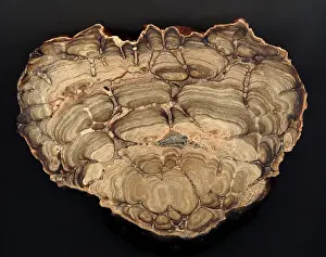 Grains: Fossil Stromatolite