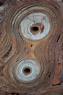 Stromatolite: Fossil Stromatolite - Conophytum basalticum