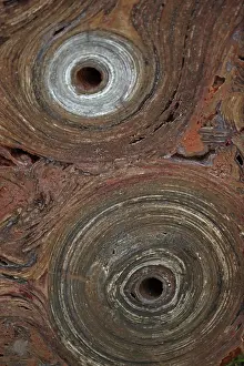 230120: Fossil Stromatolite - Conophytum basalticum - Cambrian
