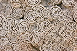 Stromatolite: Fossil Stromatolites