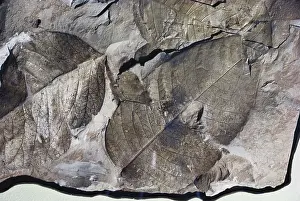 Tertiary: Fossil Sumac