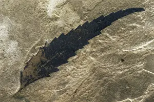 Tertiary: Fossil Sumac Leaf