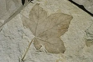 Beds: Fossil Sweetgum Leaf