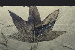 Tertiary: Fossil Sycamore