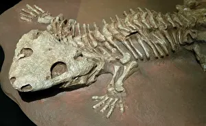 Permian: Fossil tetrapod (Amphibian) Lower Permian of Texas