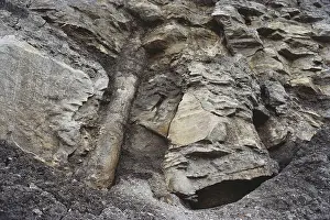Scotia: Fossil Tree