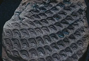 Paleozoic: Fossil Tree Bark