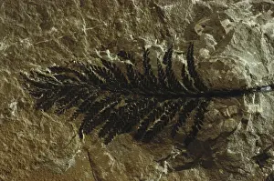 Frond: Fossil Tree from Quebec