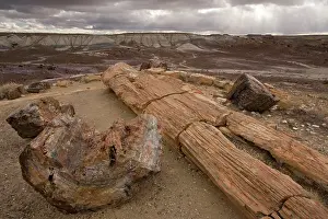 Araucarioxylon: Fossil tree trunks from c. 225 million years ago;