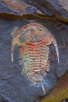 Trilobites: Fossil Trilobite