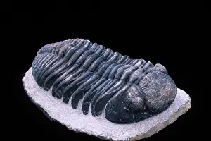 Trilobite: Fossil: Trilobite