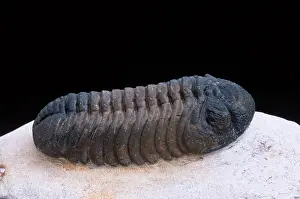 Trilobite: Fossil: Trilobite