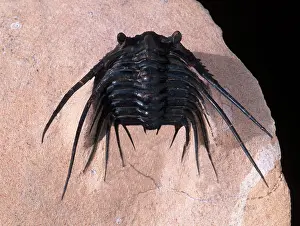 Trilobite: Fossil: Trilobite