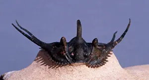 Trilobite: Fossil: Trilobite
