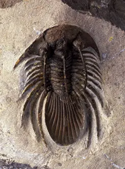 Trilobite: Fossil: Trilobite