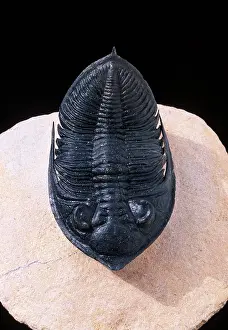 Trilobite: Fossil: Trilobite