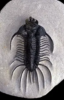 Trilobite: Fossil: Trilobite