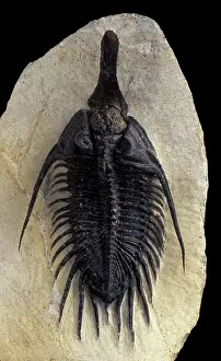 Trilobite: Fossil: Trilobite