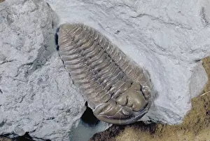 Paleozoic: Fossil trilobite