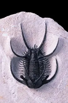 Trilobite: Fossil: Trilobite Ceratarges