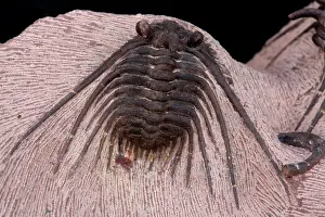 Fossilised: Fossil Trilobite Devonian