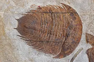 Trilobites: Fossil Trilobite - Dikelokephalina