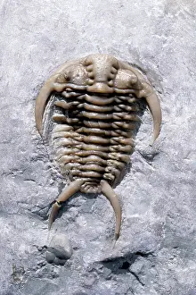 Ordovician: Fossil - Trilobite -(probably: Ceraurus globulobatus)