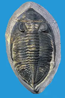 Trilobite: Fossil: Trilobite - Species name - Odontocile -