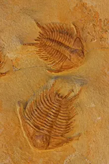Trilobites: Fossil Trilobites