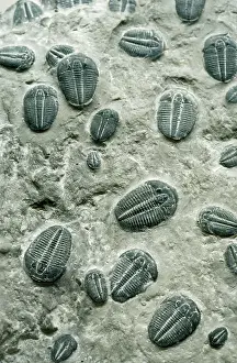 FOSSIL - TRILOBITES