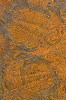 Cambrian: Fossil Trilobites - Acadoparadoxides - Djebel Ougnat