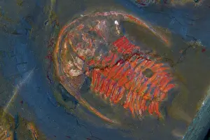 Cambrian: Fossil - Trilobites. Early Cambrian