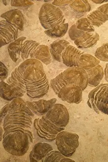 Mortality: Fossil Trilobites - Mass mortality-extinct marine