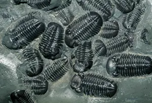 Monochrome: Fossil Trilobites, (Phacops rana), Devonian
