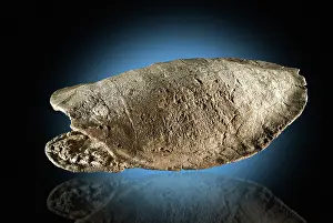Quarry: Fossil Turtle