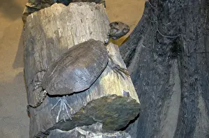 Mounted: Fossil Turtle Skeleton