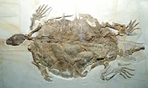 Terrapin: Fossil Turtle / Terrapin