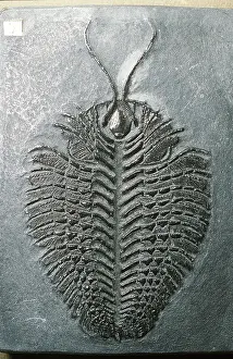 Palaeontology: FOSSIL - UNDERSIDE OF TRILOBITE