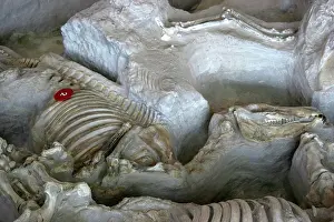 Miocene: Fossil vertebrates, Ashfall Fossil Beds, NE