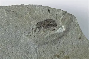 Coleopteran: Fossil Weevil