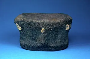 Miocene: Fossil Whale Vertebra