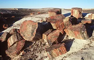 Petrified: FOSSIL - WOOD