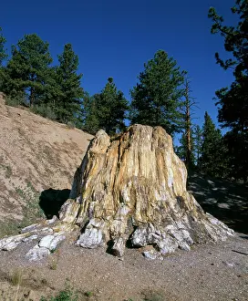 Redwood: Fossil Wood - Florissant Fossil Beds national Monument