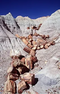 Petrified: FOSSIL WOOD - Petrified logs